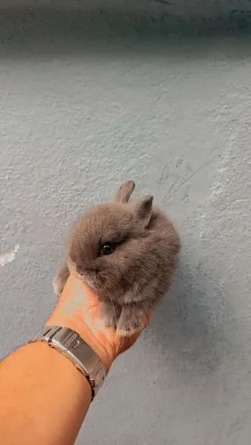 Mini anão