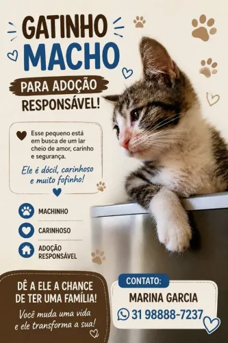 Gatinho para adoção 