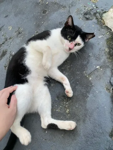 Doação de Gatinhos Abandonados 