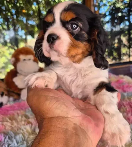 ? Lindos Filhotes de Cavalier King Charles