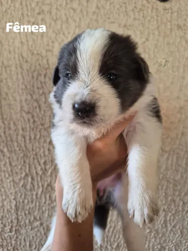 Border collie filhotes 