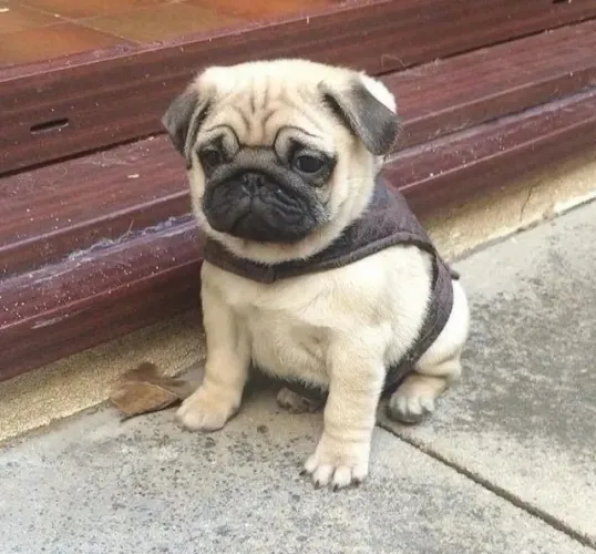 pug semi adestrado