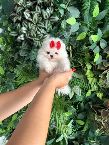 LULU DA POMERÂNIA ANÃO!!