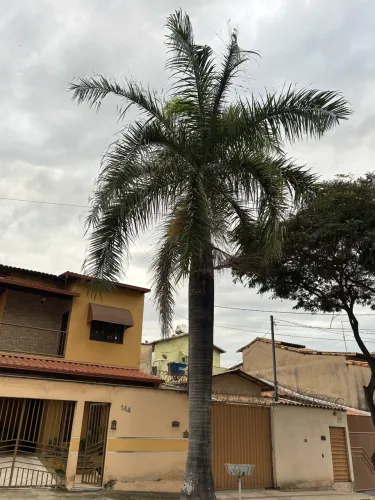 Palmeira Imperial