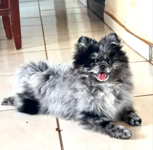 Sptzs machinho com 6 meses