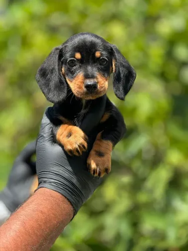 Dachshund| O companheiro que faltava na sua vida 