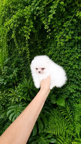 Lulu da Pomerânia macho ursinho mini