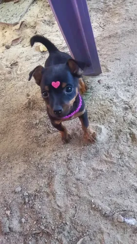 Pinscher Fêmea Número 1