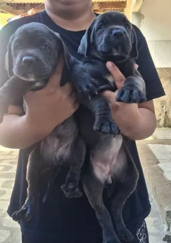 Cane corso