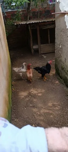 Galinhas