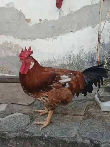 Galo grande e gordo R$60