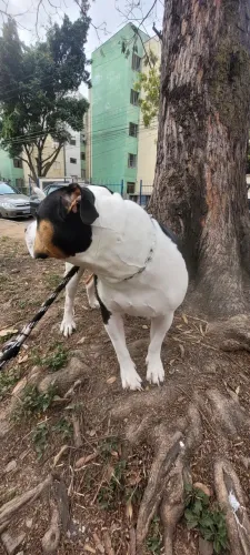 Cachorro doação 