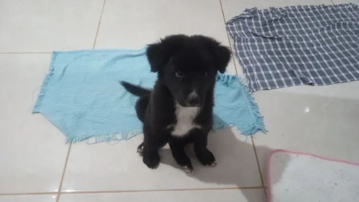 Vendo cachorrinha de 2 meses,por motivo de saúde sem condições de cuidar dela,Luna