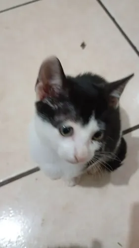 Doação de 3 filhotes de gatinha 