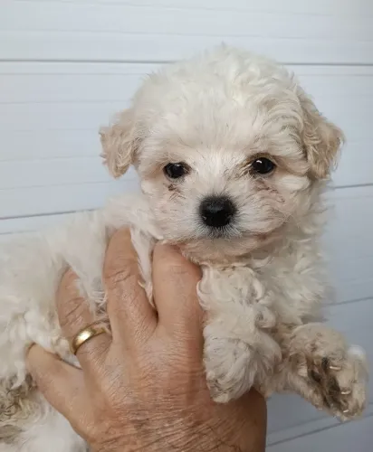POODLE FÊMEA