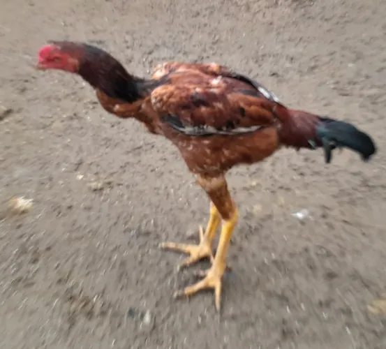 Galinha caipira
