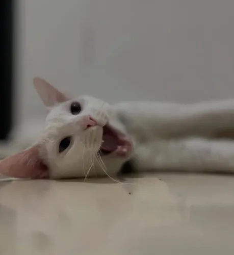 Gato para doar