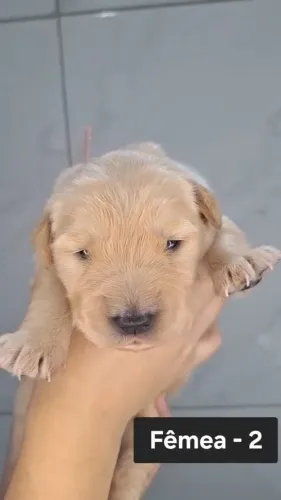 Filhote de Golden Retriever