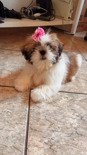 Shihtzu 