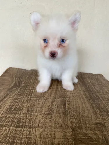 Belíssima filhote de POMSKY 