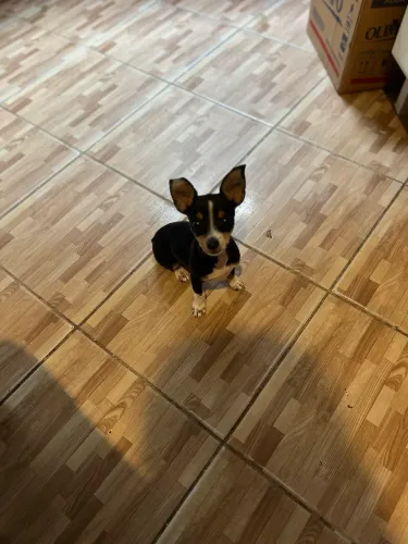 Lindo filhote Pinscher tricolor 0