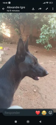 Pastor belga malinois, macho preto com 60 dias, dias doses de vacina e vermífugado.