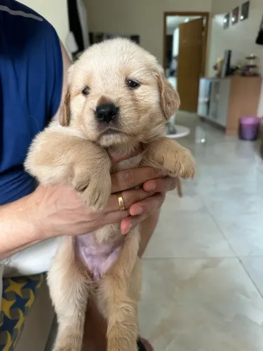 Golden retriever