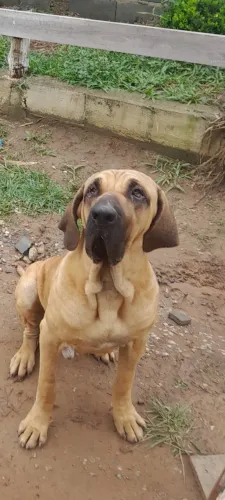 Fila brasileiro