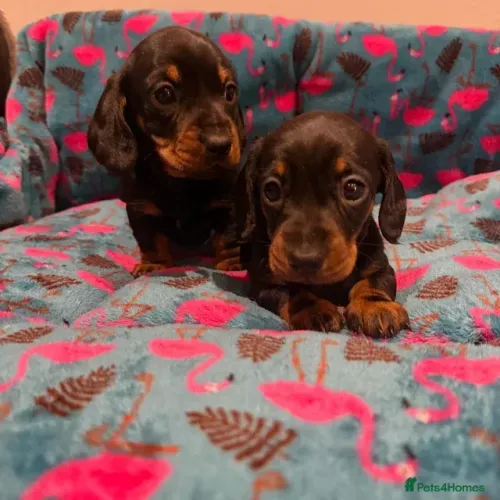 Neném Macho e Fêmea Vacinados Teckel/Dachshund/Salsicha/Salsichinha/Basset/Cofap São Paulo