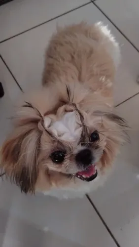 Vendo shitzu, fêmea!