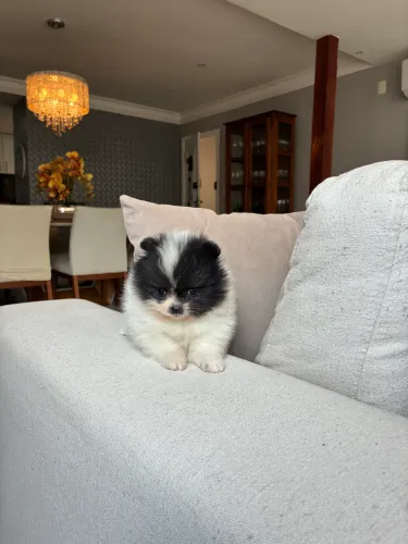Vendo filhote de Spitz alemão