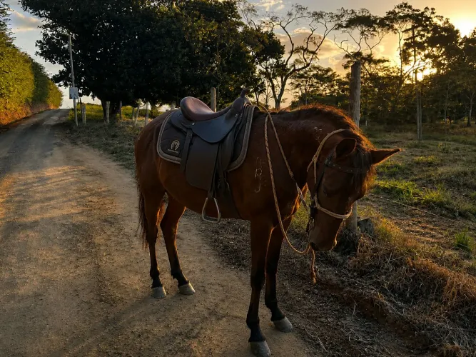 Égua boa e nova