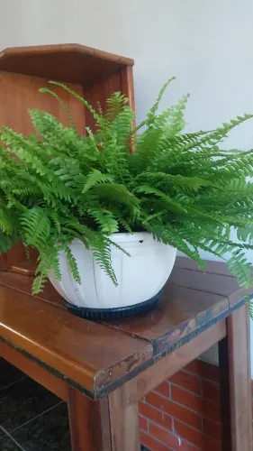 Samambaias