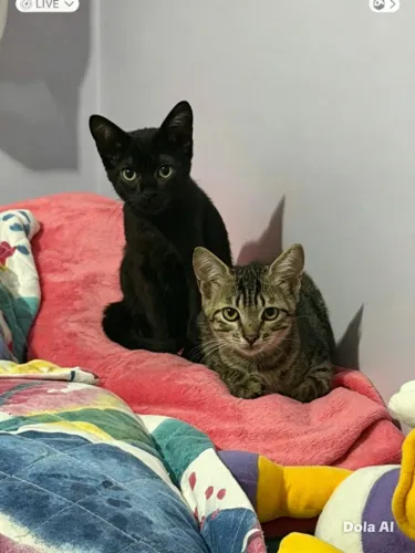 filhotes de gatos lindos para adoção 