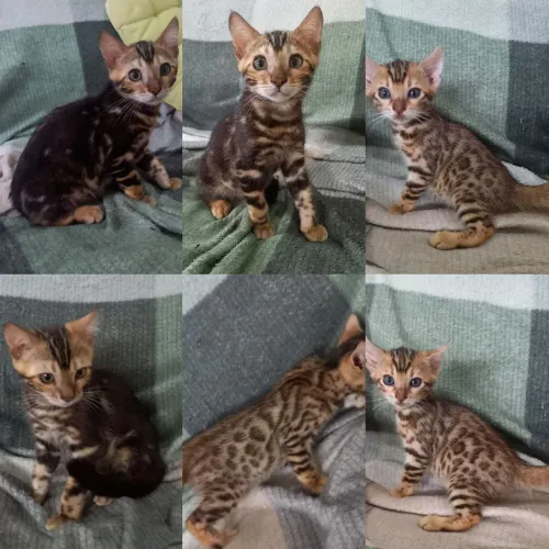  Bengal de Rosetas e Marble - Gatil BSB Cat 