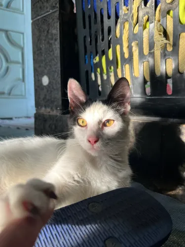 Doação de gata fêmea