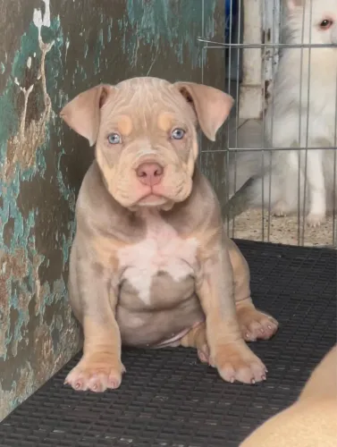 American bully tri lilac macho 