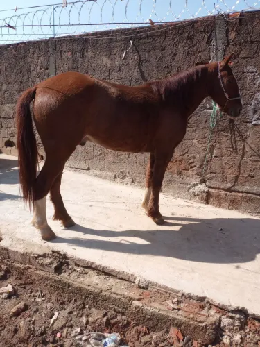 Cavalo marcha picada