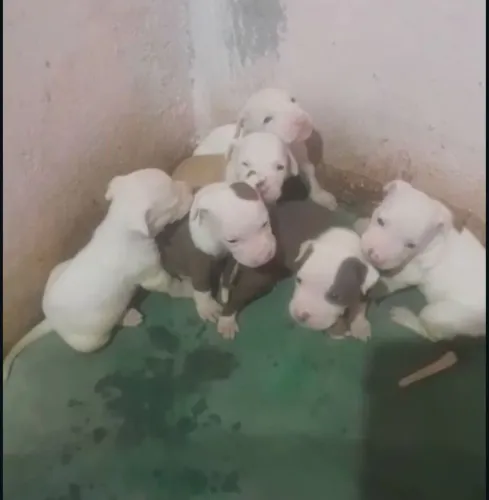 Filhote de Pitbul 
