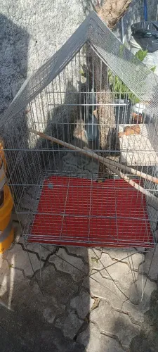 Gaiola para aves