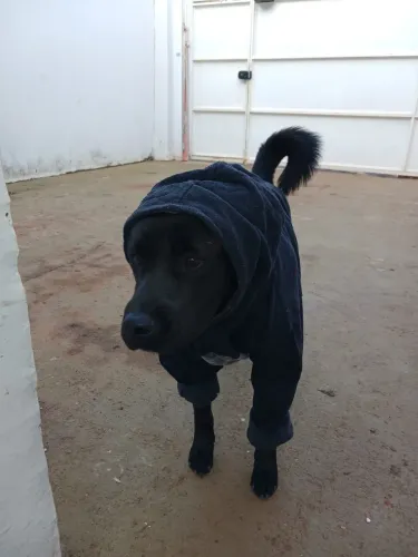 Doasse cachorro porte grande