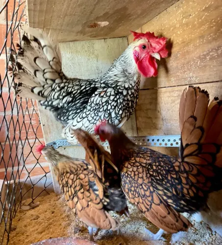 Garnizé Sebright terno