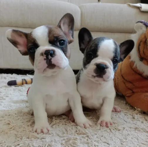 Bulldog Francês : (Mini) Genética pequena.Puros