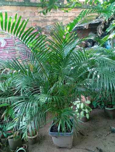 Plantas palmeiras 
