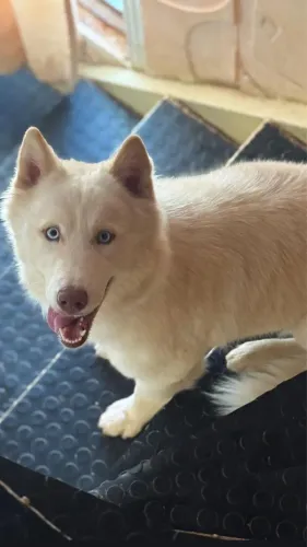 Husky siberiano branca Wooly perto cio