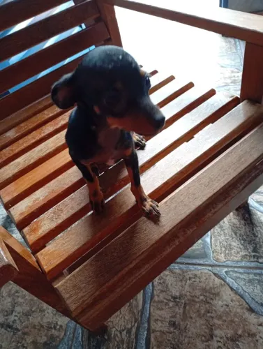 Vende-se um pinscher