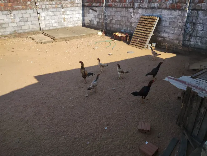 Frangos e galinhas de raça