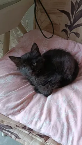 Gatinhos pra doação