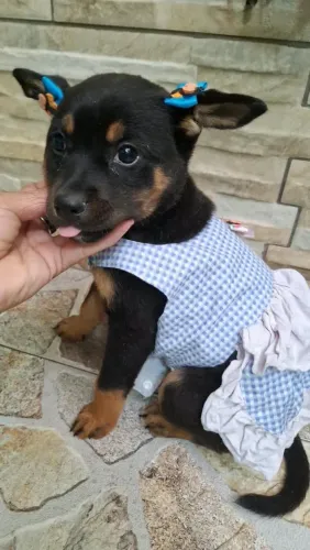 Adoção de animais