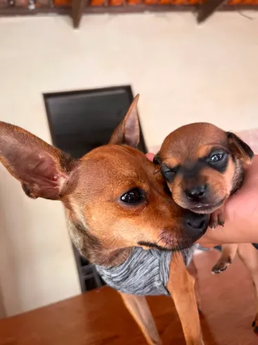 Pinscher 1 macho